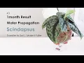 1month update for Propagating satin pothos in water Transfer Scindapsus plant propagation to soil