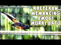 Download Lagu Kretekan dan suara awalan murai batu.