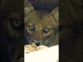 Lagu Wolf Howling Sound#wolf#coyote#jackal#siyar#siyal#wildlife#trending#viral