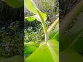 Download Lagu pohon pisang candevis kecil #dangdut #fypシ゚viral #shortvideo