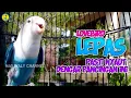 Download Lagu SUARA PANCINGAN LOVEBIRD LEPAS || AUTO NYAUT PASTI BALIK KANDANG