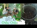 Download Lagu Hai Anh Em Phần 45 | BẮT CHÂU CHẤU | Phim Hài Mới Nhất 2020 | Phim Học Đường Hài Hước Gãy TV
