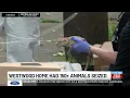 More than 150 animals seized from Westwood home