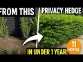 Waxleaf Privet Transformation From Planting to Lush Privacy Evergreen Shrub Hedge in Just 1 Year