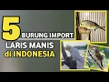 Download Lagu 5 Jenis Burung Import Paling Populer di Indonesia