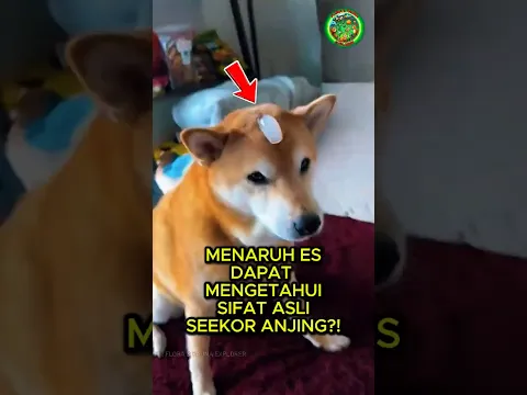 Pria Ini Mengungkap Semua Sifat Anjingnya Menggunakan Es Batu 🧊🐶