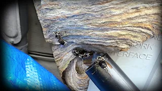 🚨Bald Faced 'Hornet' Nest Removal! 🚨 New Vacuum | Yellowjacket removal!