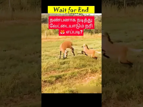நண்பனாக நடித்து வேட்டையாடும் நரி 🦊 எப்படி? #shorts #friendship #hunting