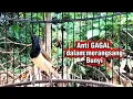 Lagu Anti Gagal dalam merangsang SOGON bahan agar cepat bunyi, SOGON gacor manggil lawan 