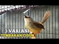 Lagu Variasi Tembakan Cigun Gacor Full Isian