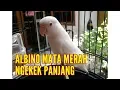 Lagu Lovebird ngekek | Albino mata merah fighter