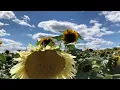 Sunflower Days at Westview Orchards