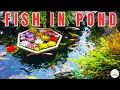 Download Lagu Dari Mana Asal Ikan di Danau dan Kolam Baru?