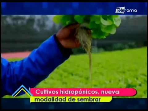 Cultivos hidropónicos, nueva modalidad de sembrar
