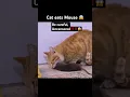 Kucing memakan Tikus!!! #hewan #kucing #tikus