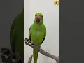 Download Lagu Parrot Sound#shorts