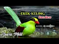 Download Lagu Suara Pikat Ekek Keling Paling gacor suara keras #suarapikatburung #ekekmania #burung #bird 