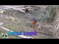 Lagu Ayam Hutan Pikat Betina F1 #80