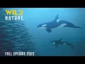 Download Lagu THE ANTARCTICA | Survival in the Realm of Giants | Animal documentary