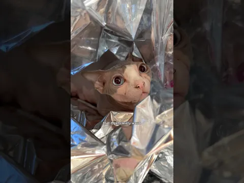 I bought my cats an emergency blanket #shorts #pets #sphynx #cats #cattoys