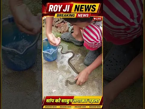 ऐसा कौन करता है? सांप को साबुन लगाकर नहला रहा था एक छोटा बच्चा #snake #royjinews