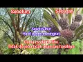 Download Lagu Cuma modal 5K cara menyuburkan dan meningkatkan hasil panen buah kelapa sawit
