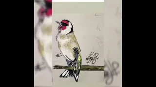 تغريد الحسون الخلوي المغربي للتلقيم فراخ 