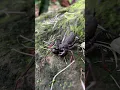 Download Lagu Really cool scorpions 🔥 #scorpion #scorpio #kalajengking #animals #hewan #fun #shorts #funny #foryou