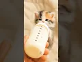 Download Lagu anak kucing ini lucu dan menggemaskan. #shorts #shortsviral #cute #catlovers #cat #animals
