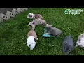 Precious English Bulldog Puppies