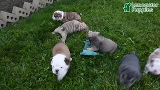 Precious English Bulldog Puppies
