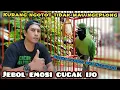 Lagu Cara menaikkan emosi Cucak ijo ‼️kurang ngotot dan susah jamtrok