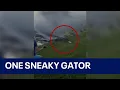 Download Lagu Alligator charges from water to steal Florida boy's fish in viral sneak attack