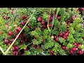 Oogst Terschellinger cranberries valt niet tegen: \