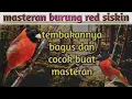 Download Lagu masteran suara burung red siskin 2021 (terbaru)