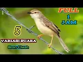 Download Lagu GACOOR PARAHH😱-Masteran ciblek sawah(Ciwah) - SANGAT AMPUH‼️ #masteranburung #cibleksawah #gacor