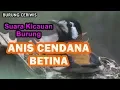 Download Lagu Suara Kicauan Burung Anis Cendana atau Anis Macan Betina Gacor