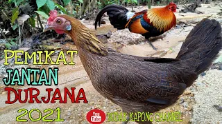 Download #ayamhutan #pikatbetina #ramadhan  PIKAT AYAM HUTAN BETINA // PEMIKAT JANTAN DURJANA MP3