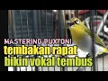 Download Lagu MASTERING PLECI BUXTONI TEMBAKAN RAPAT NGOTOT
