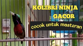 Download KOLIBRI NINJA GACOR untuk masteran MP3