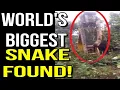 World's Biggest Snake Found In Caribbean Forest