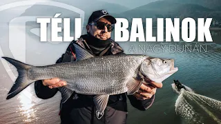 Téli balinok a Dunán!