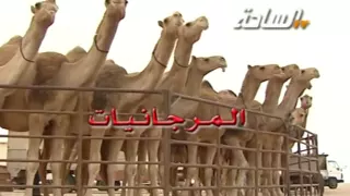 منقية شبيب بن غيام دندنها