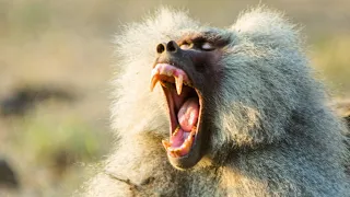 Baboon Troops Clash Over Territory Life BBC Earth
