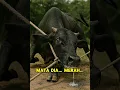 Download Lagu Lembu Korban Tak Mati… #horror #horrorstories #shortseram #ceritahantu #hantu #horrorshorts #raya