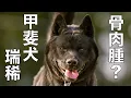 Download Lagu 【甲斐犬】瑞稀くん骨肉腫かもです