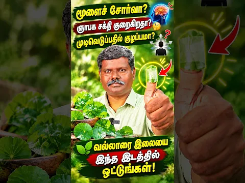 🧠 மூளைச் சோர்வா? 🤔 முடிவெடுப்பதில் குழப்பமா? 🌿 வல்லாரை இலையை இந்த இடத்தில் ஒட்டுங்கள்! | Muthuselvan