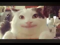 gyat reveal