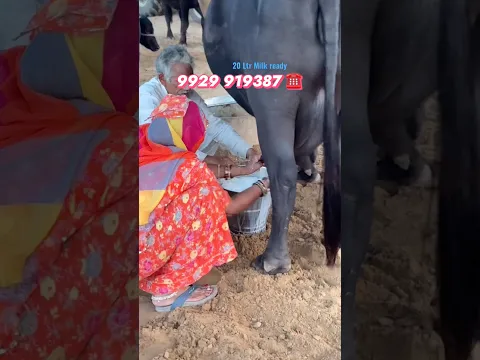 🧯20 Ltr MILK READY | Bagdo - Dj Song | Raj Mawar | Manisha Sharma Khushi Baliyan Most Viewed Shorts