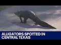 Marble Falls residents spot rare alligators in the water FOX 7 Austin
